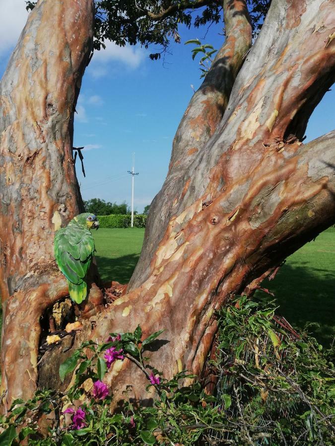 Villa Alejandra Del Quindio Calarcá Zewnętrze zdjęcie